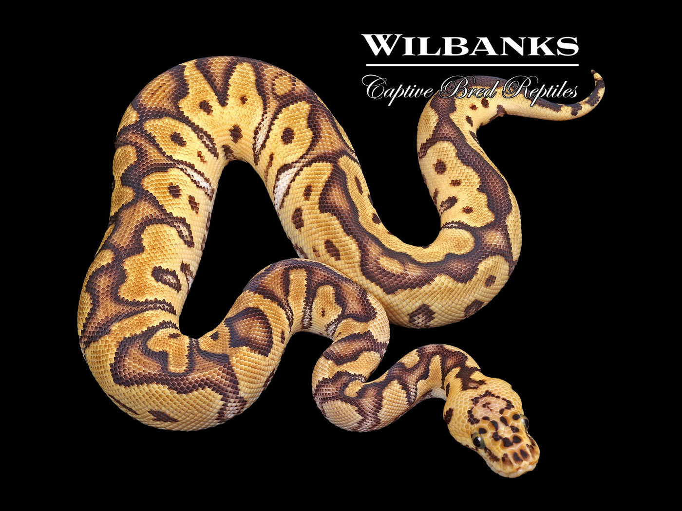 Pastel Enchi Clown Ball Python ♂ '24