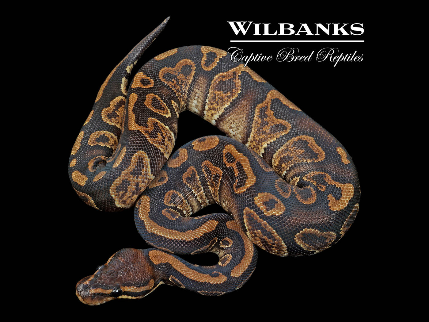 Mahogany Sable Ball Python ♂ '24