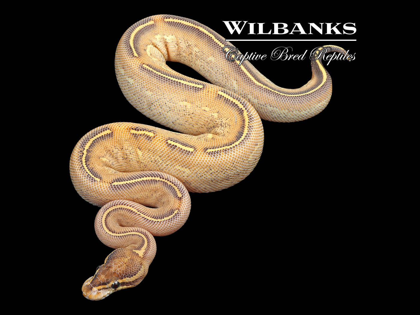 Highway Ball Python ♀ '24