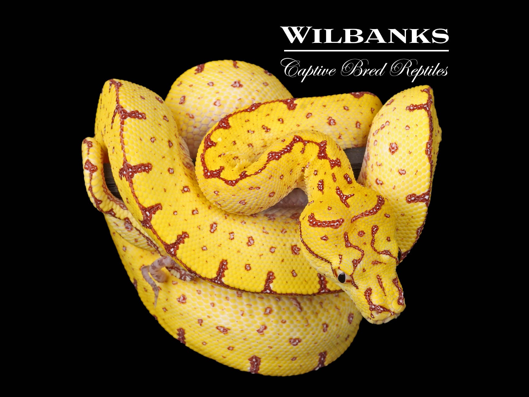 USCBB Jayapura Green Tree Python ♀ '24 – Wilbanks Captive Bred Reptiles