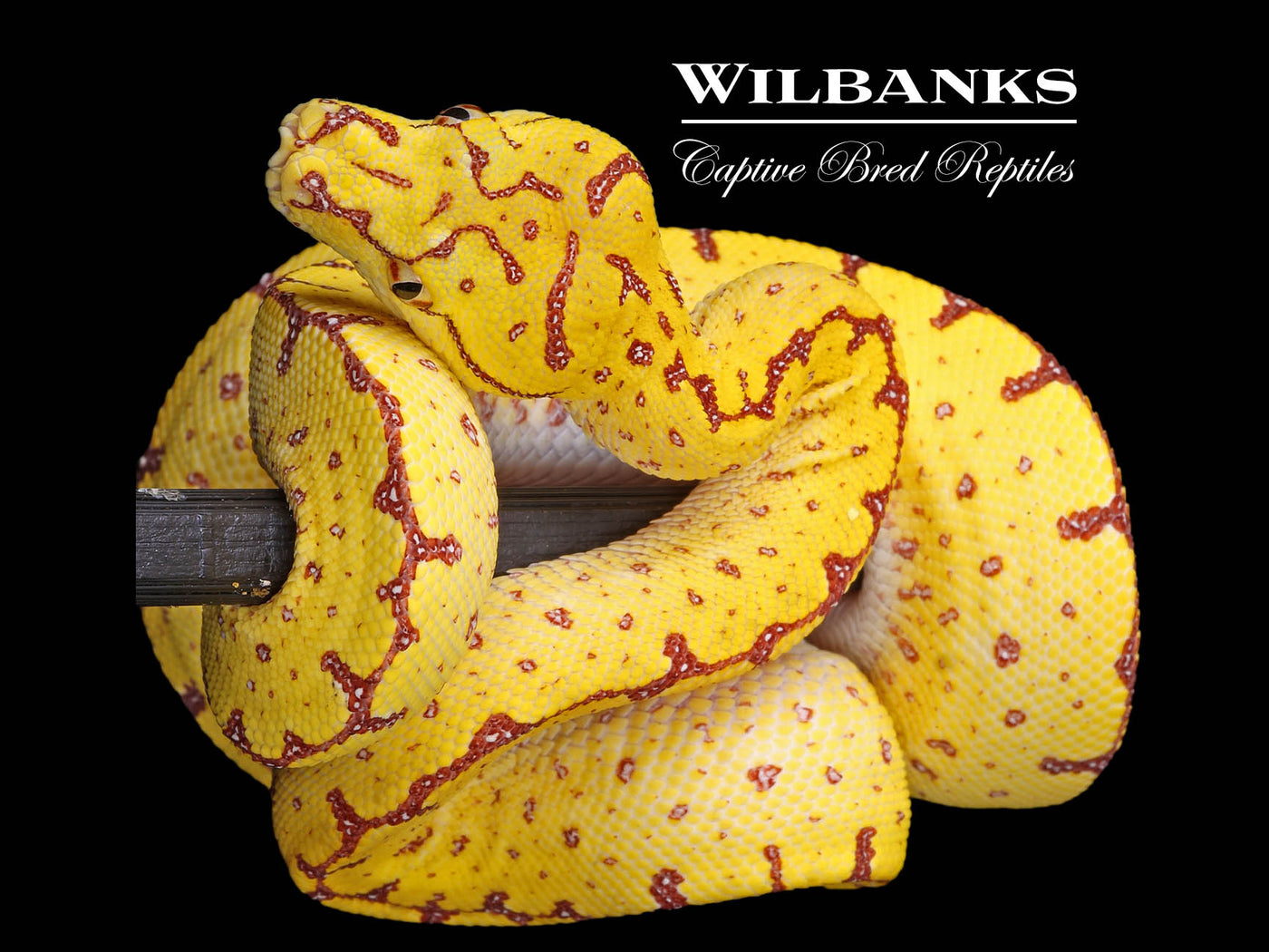 USCBB Jayapura Green Tree Python ♀ '24