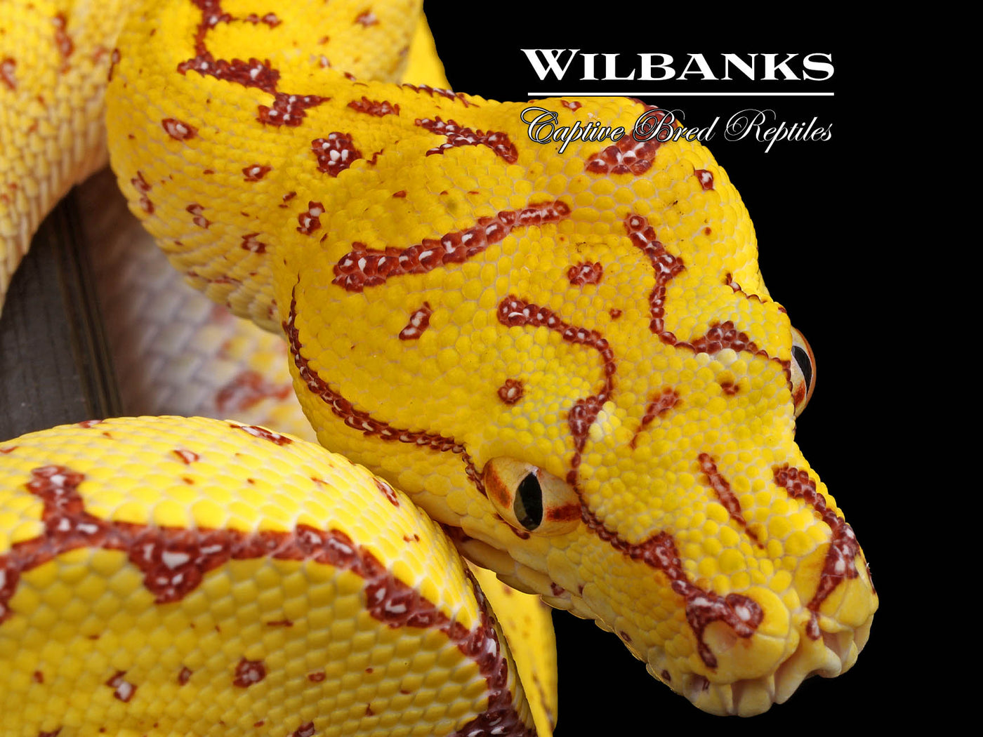 USCBB Jayapura Green Tree Python ♀ '24