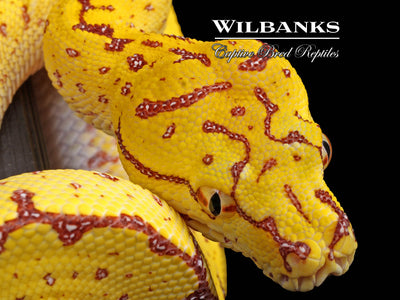 USCBB Jayapura Green Tree Python ♀ '24