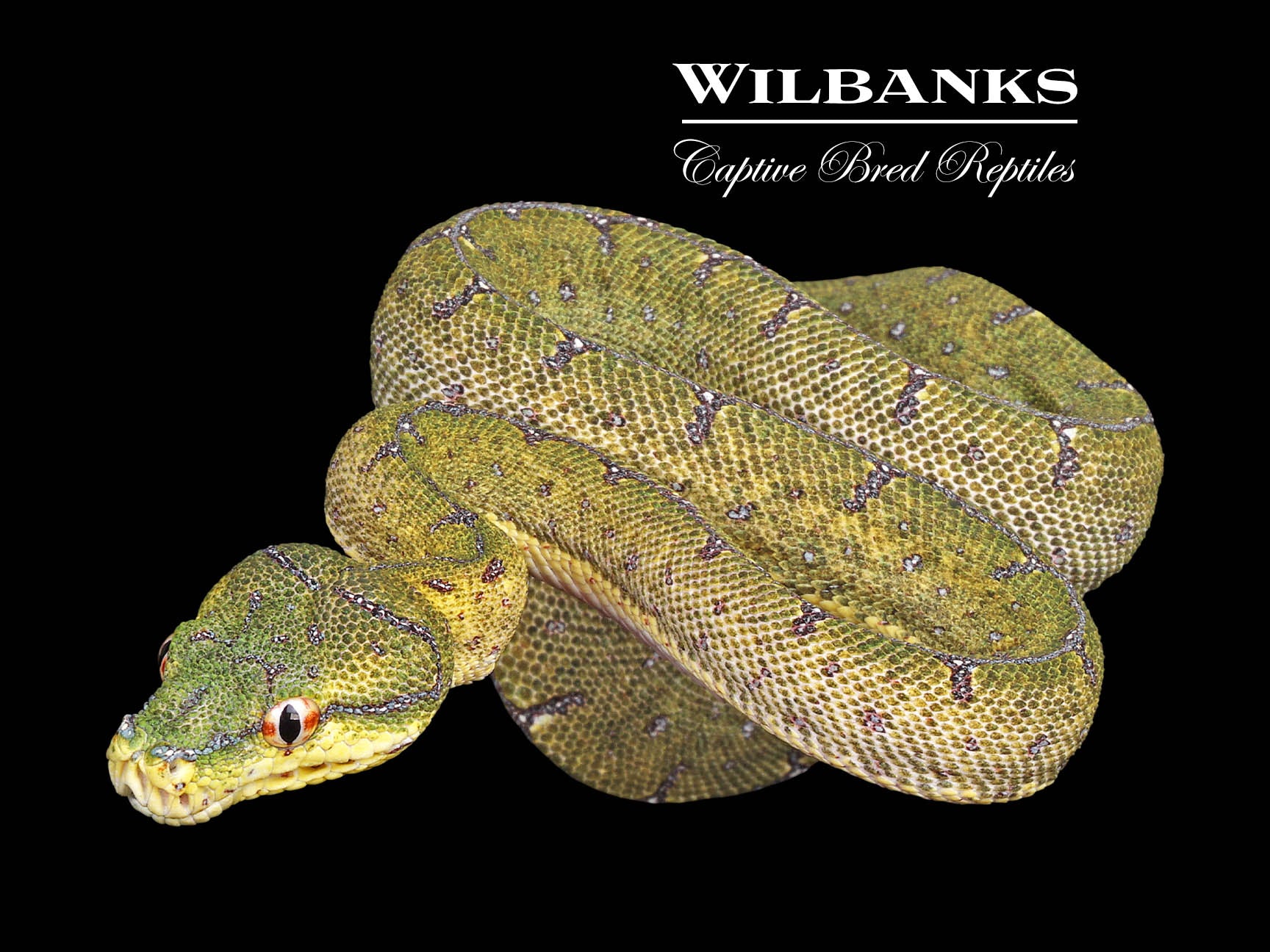 USCBB Jayapura Green Tree Python ♀ '24 – Wilbanks Captive Bred Reptiles