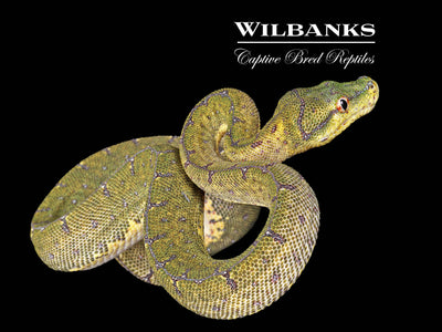 USCBB Jayapura Green Tree Python ♀ '24