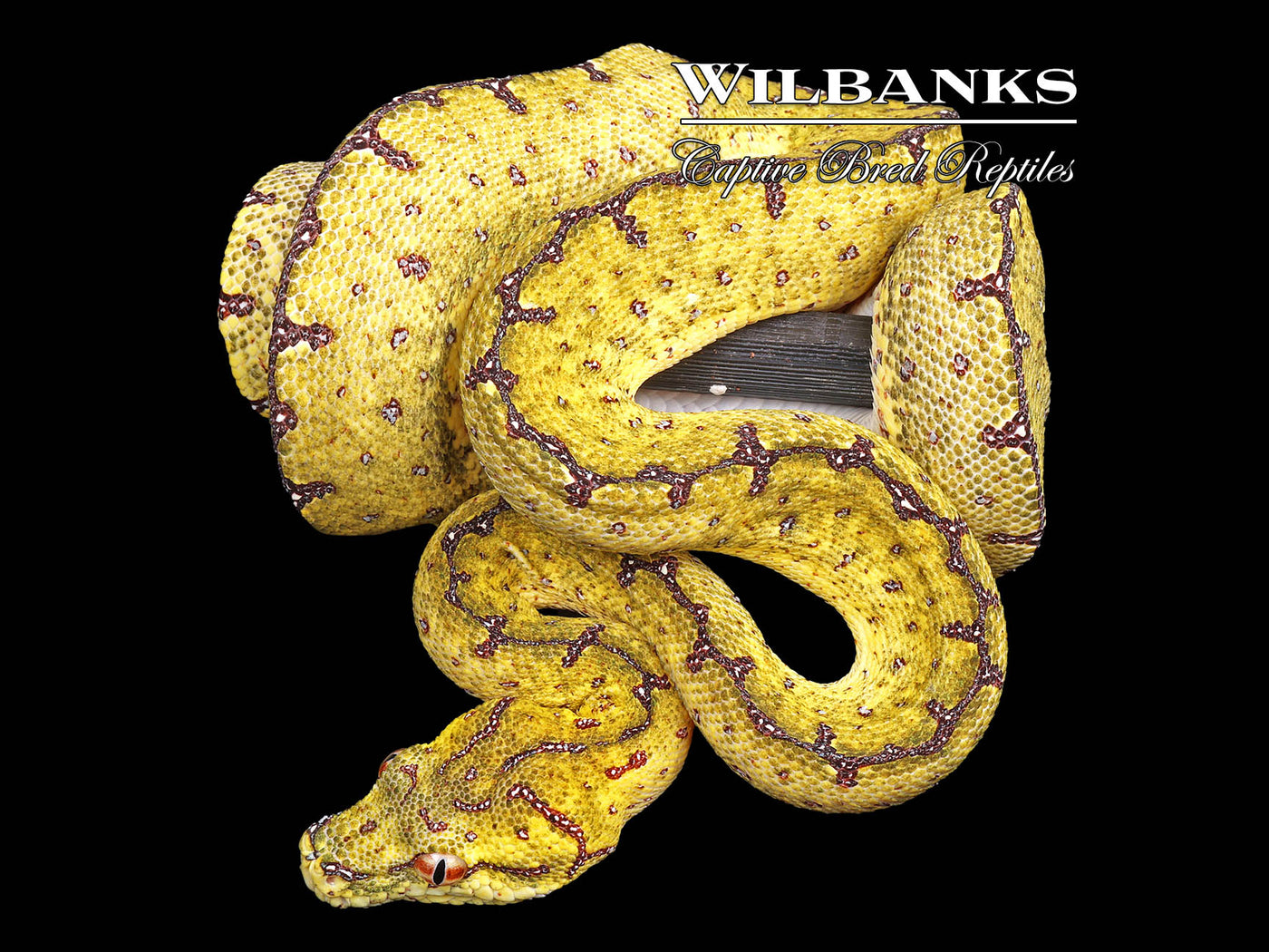 USCBB Jayapura Green Tree Python ♀ '24