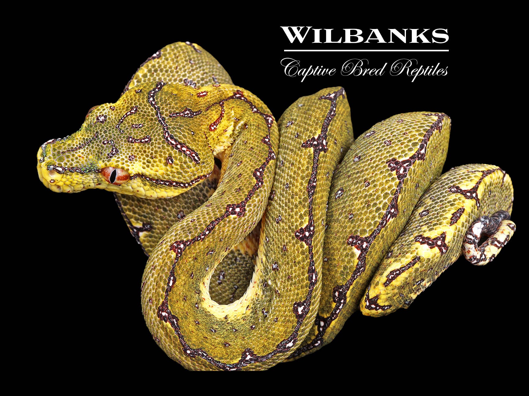 USCBB Jayapura Green Tree Python ♀ '24 – Wilbanks Captive Bred Reptiles