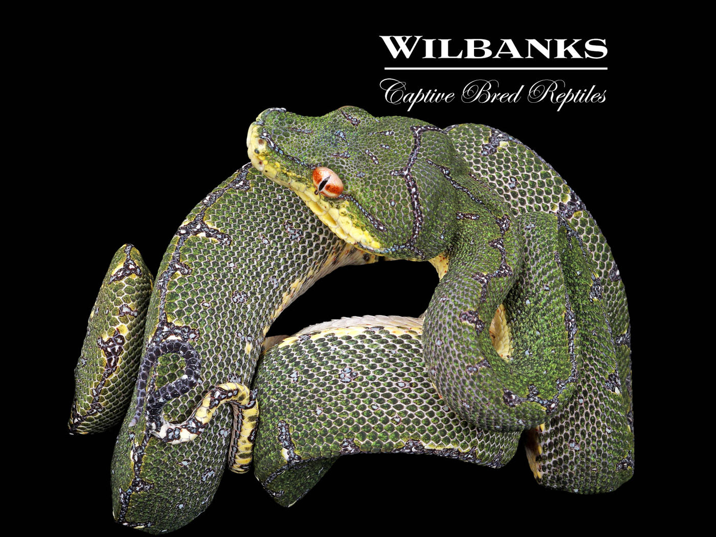 USCBB Jayapura Green Tree Python ♀ '24