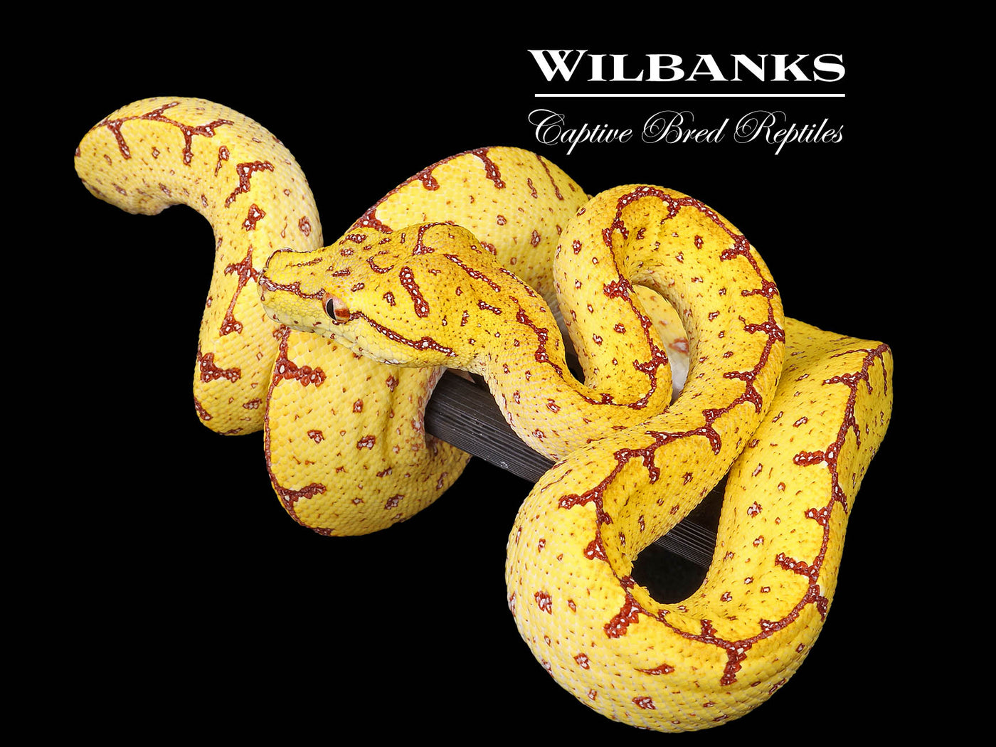 USCBB Jayapura Green Tree Python ♀ '24