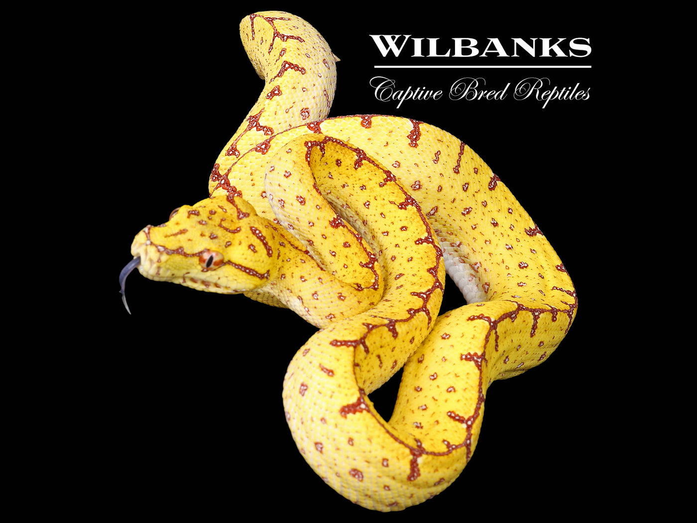 USCBB Jayapura Green Tree Python ♀ '24