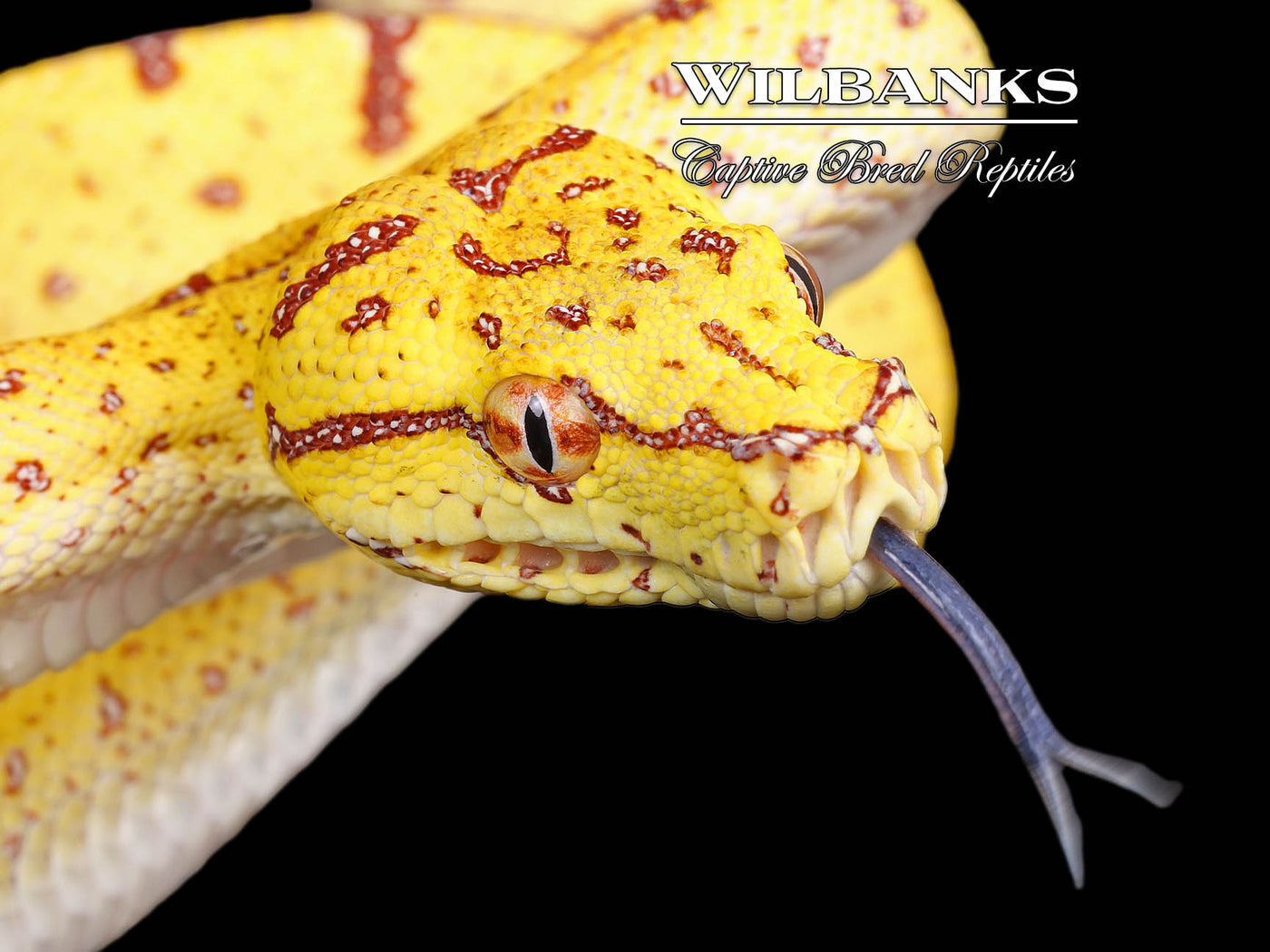 USCBB Jayapura Green Tree Python ♀ '24