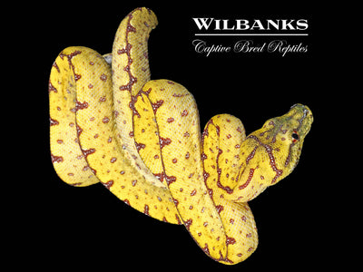 USCBB Jayapura Green Tree Python ♀ '24