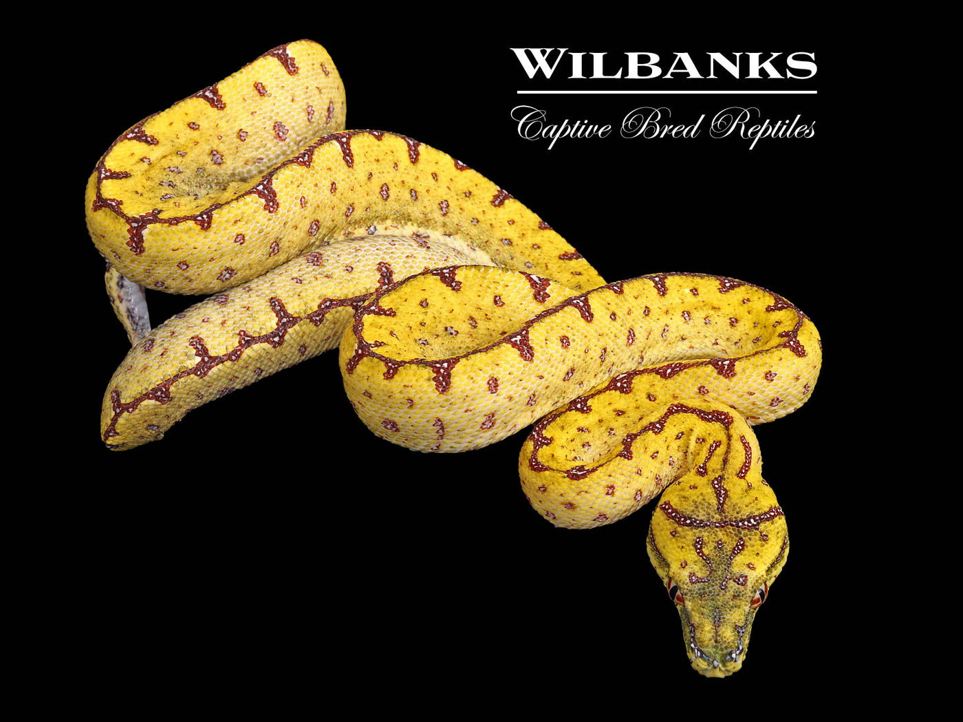 USCBB Jayapura Green Tree Python ♀ '24