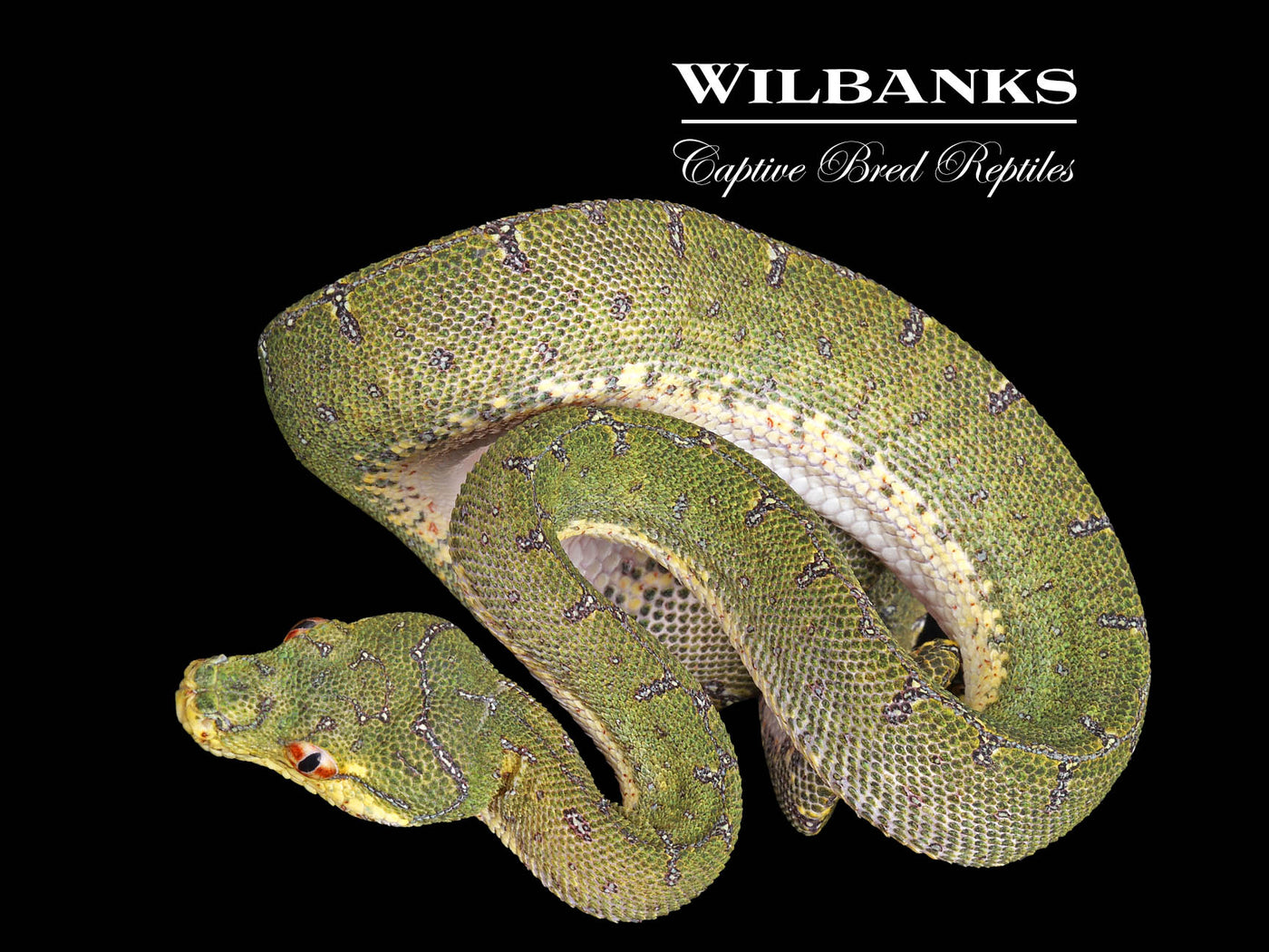 USCBB Jayapura Green Tree Python ♀ '24
