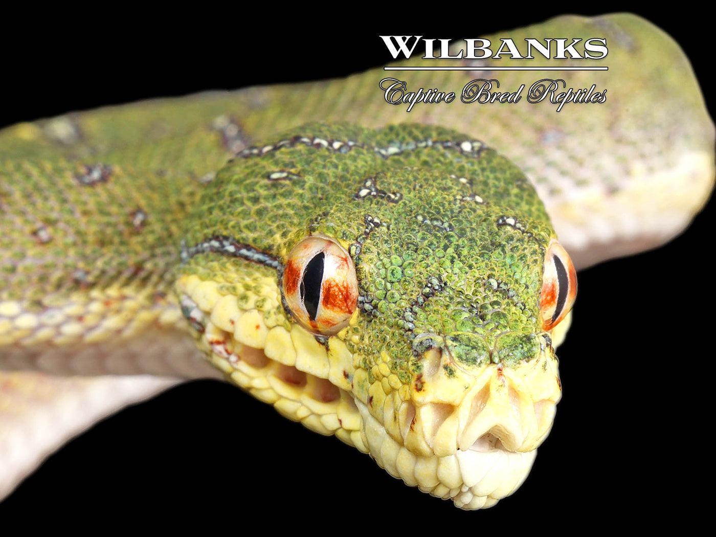 USCBB Jayapura Green Tree Python ♀ '24