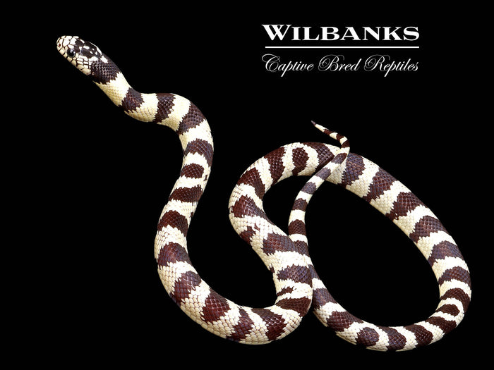 California Kingsnake ♀ '26