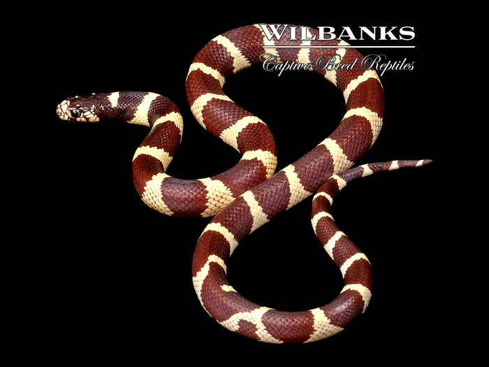 California Kingsnake ♀ '26