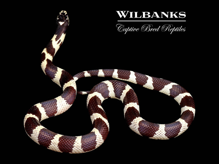 California Kingsnake ♀ '26