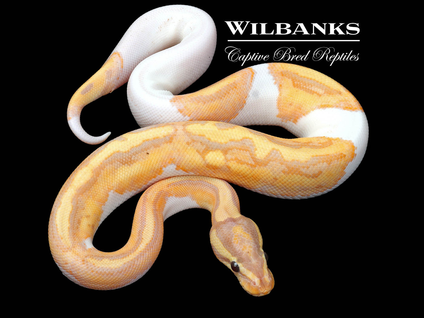 Banana Pied Ball Python ♂ '24