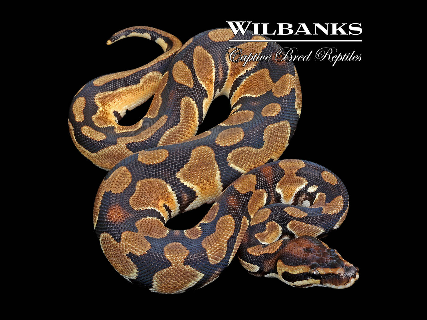 Orange Dream 100% Het. Pied Ball Python ♀ '24