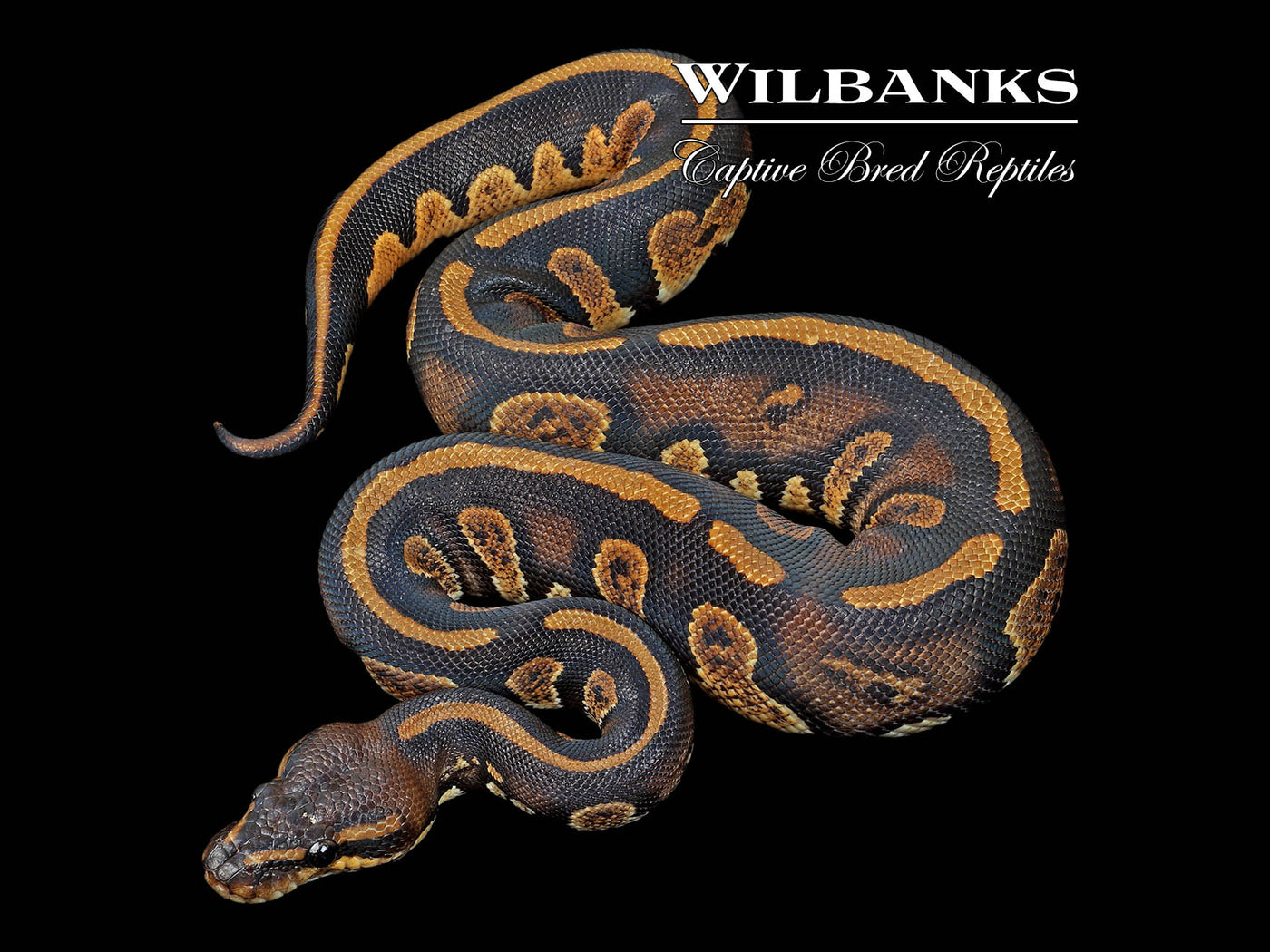Stranger 66% PH Pied Ball Python ♂ '24