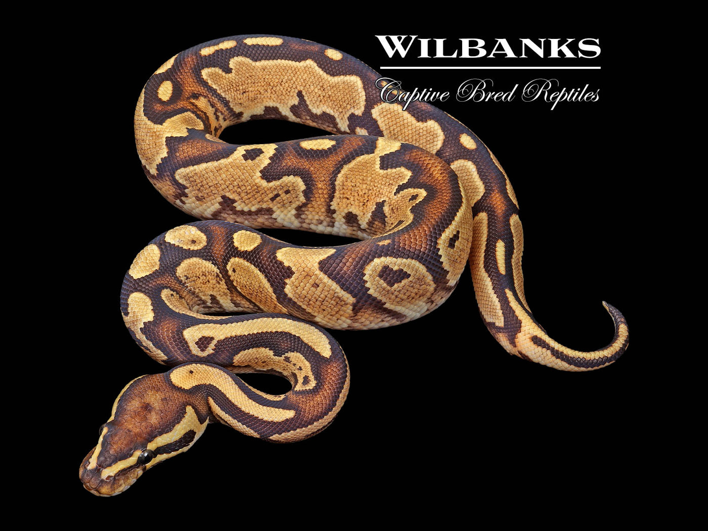 Fire 100% Het. Pied Ball Python ♂ '24