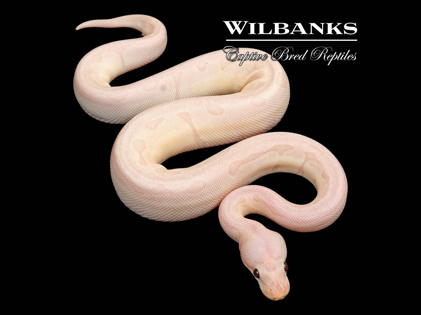 Banana Blackhead Enchi Pinstripe Ball Python ♂ '24