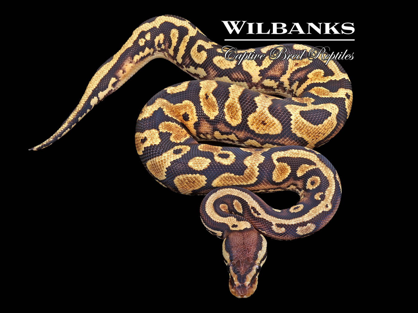 Pastel Yellow Belly 100% DH Hypo Pied Ball Python ♂ '24