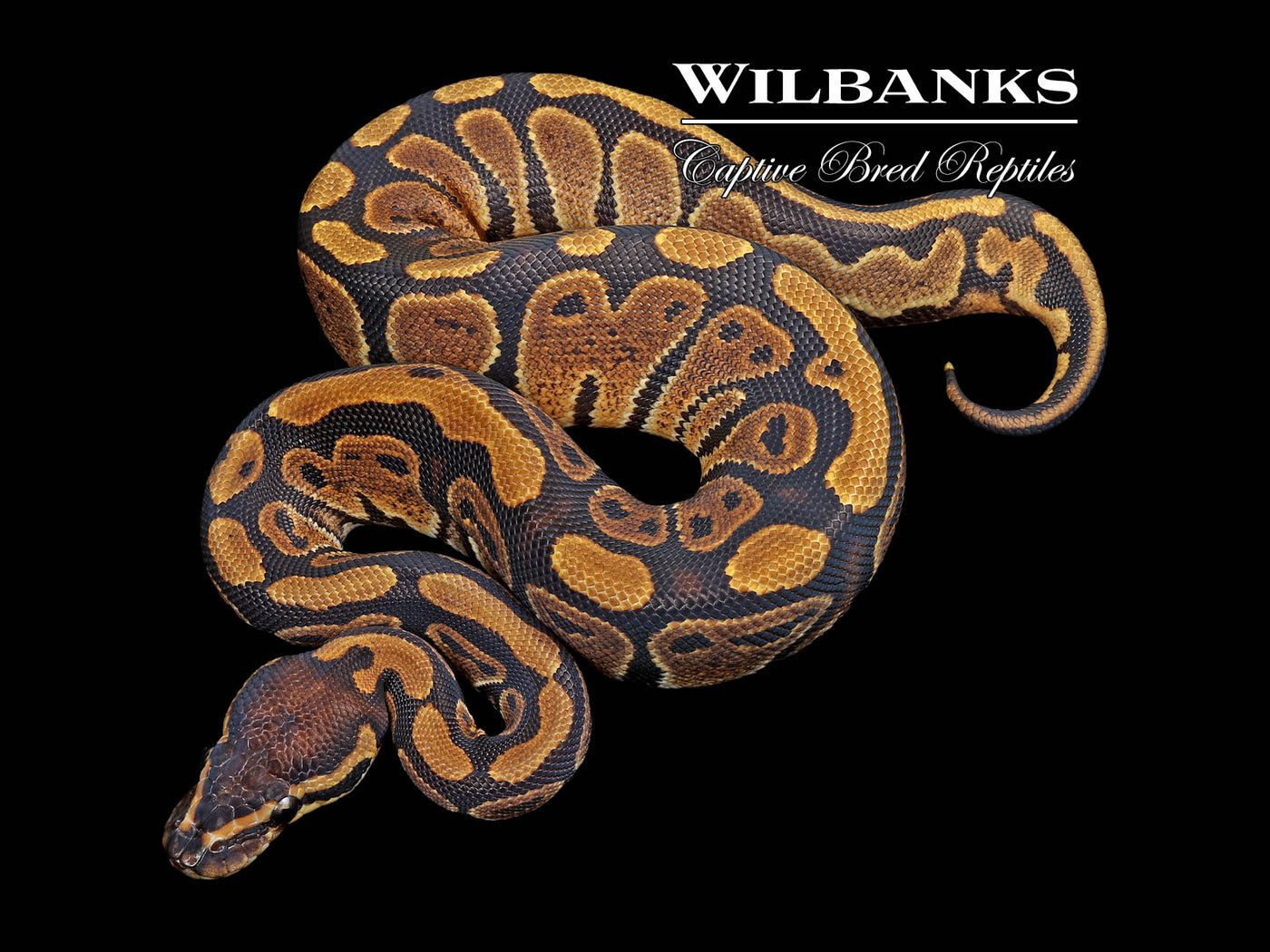 100% DH Lavender Pied Ball Python ♀ '24