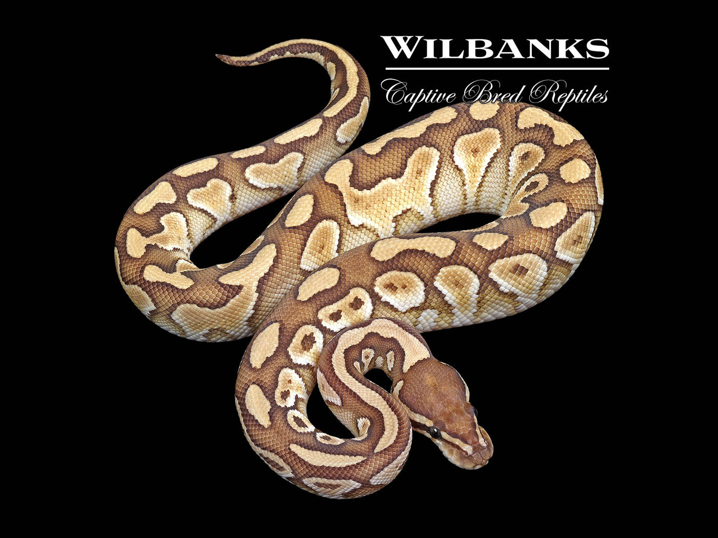 Butter 100% DH Clown Axanthic (VPI) Ball Python ♂ '24