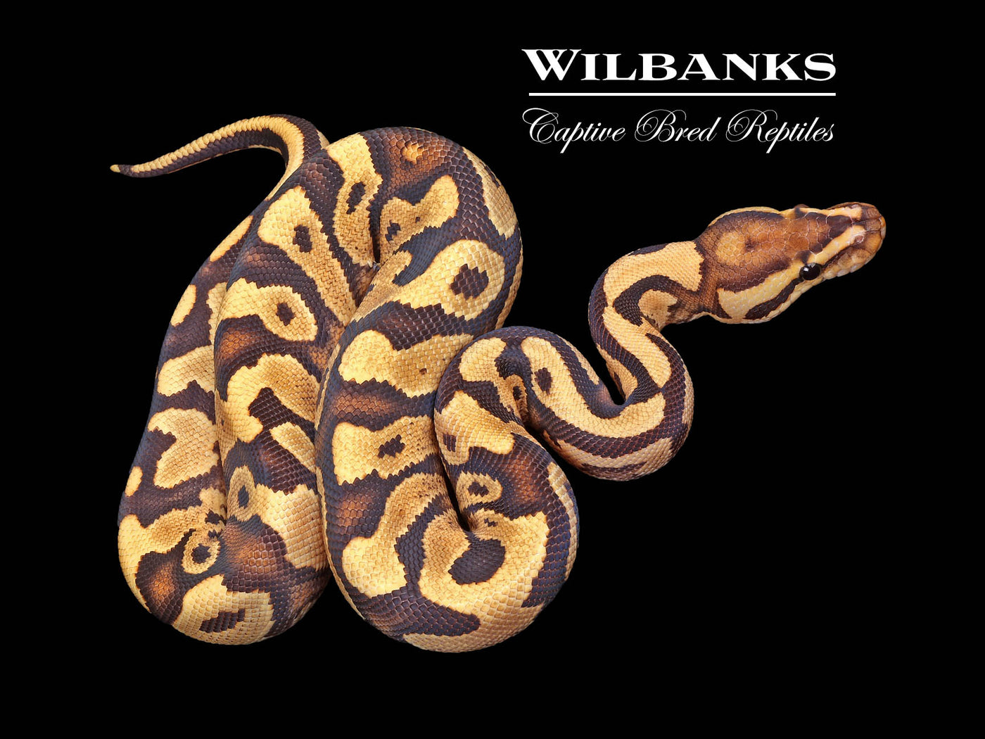 Fire Yellow Belly 100% Het. Clown Ball Python ♂ '24