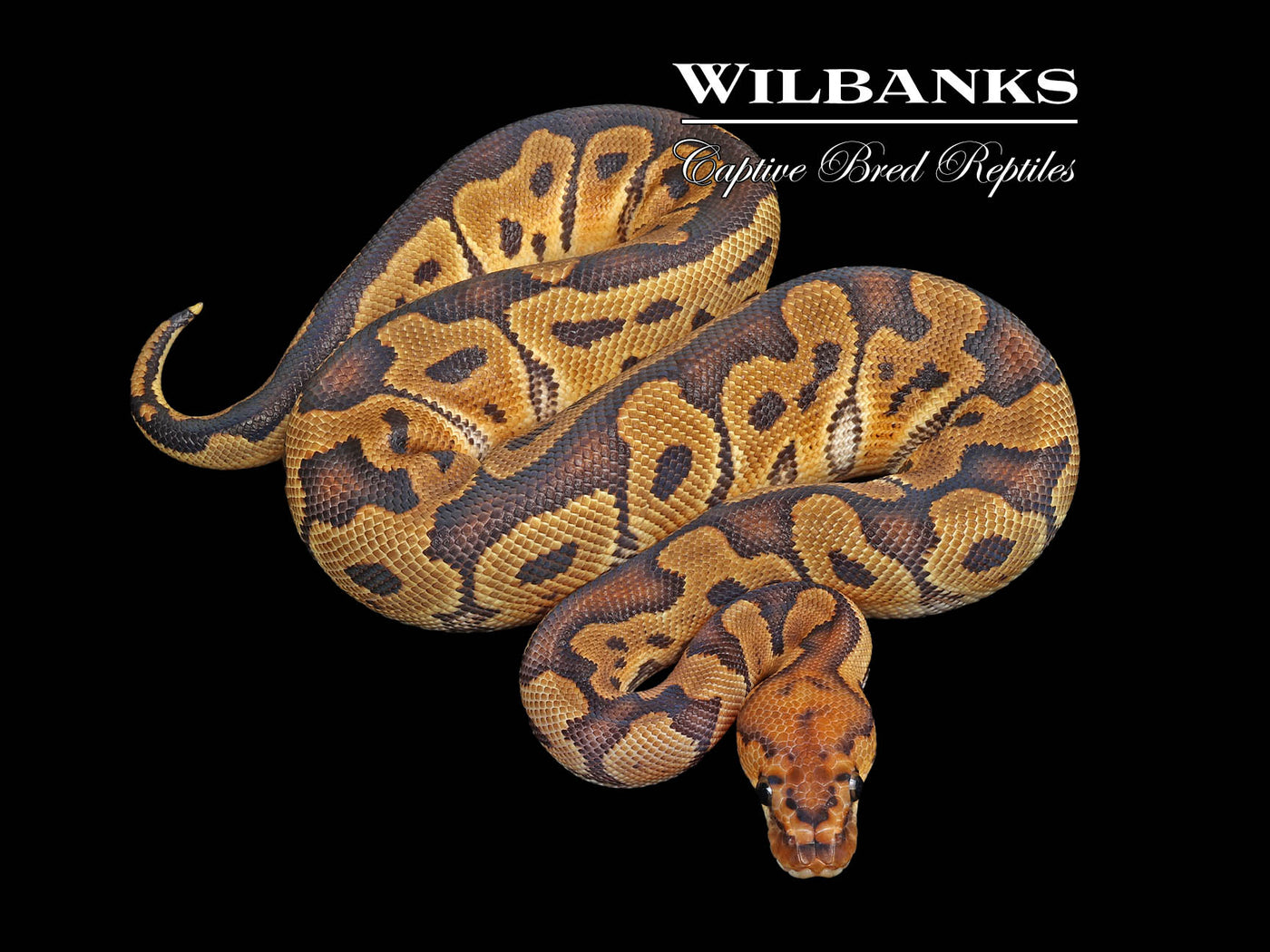Clown Ball Python ♂ '24
