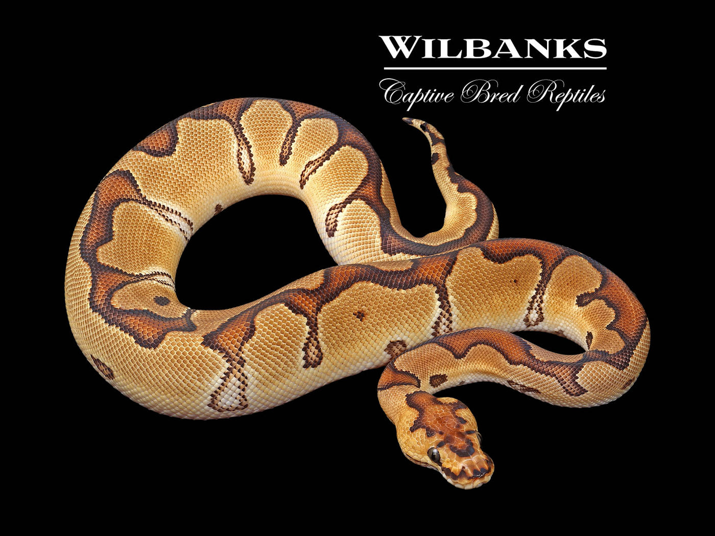 Enchi Clown Ball Python ♀ '24