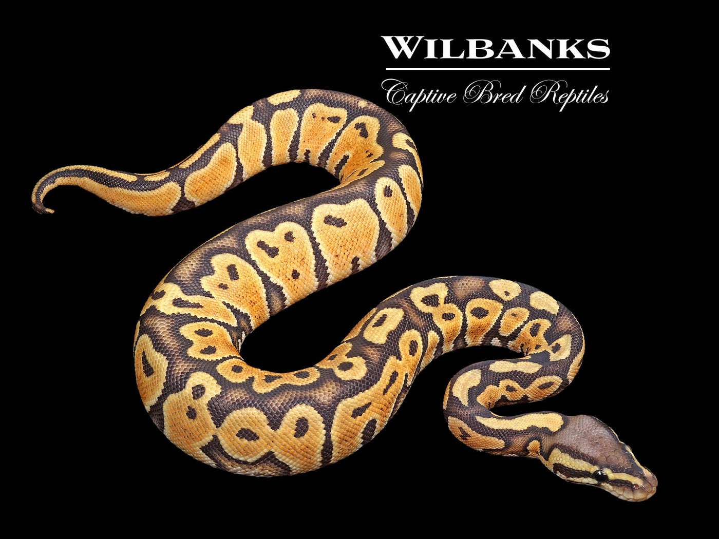 Orange Crush Pastel Ball Python ♀ '24