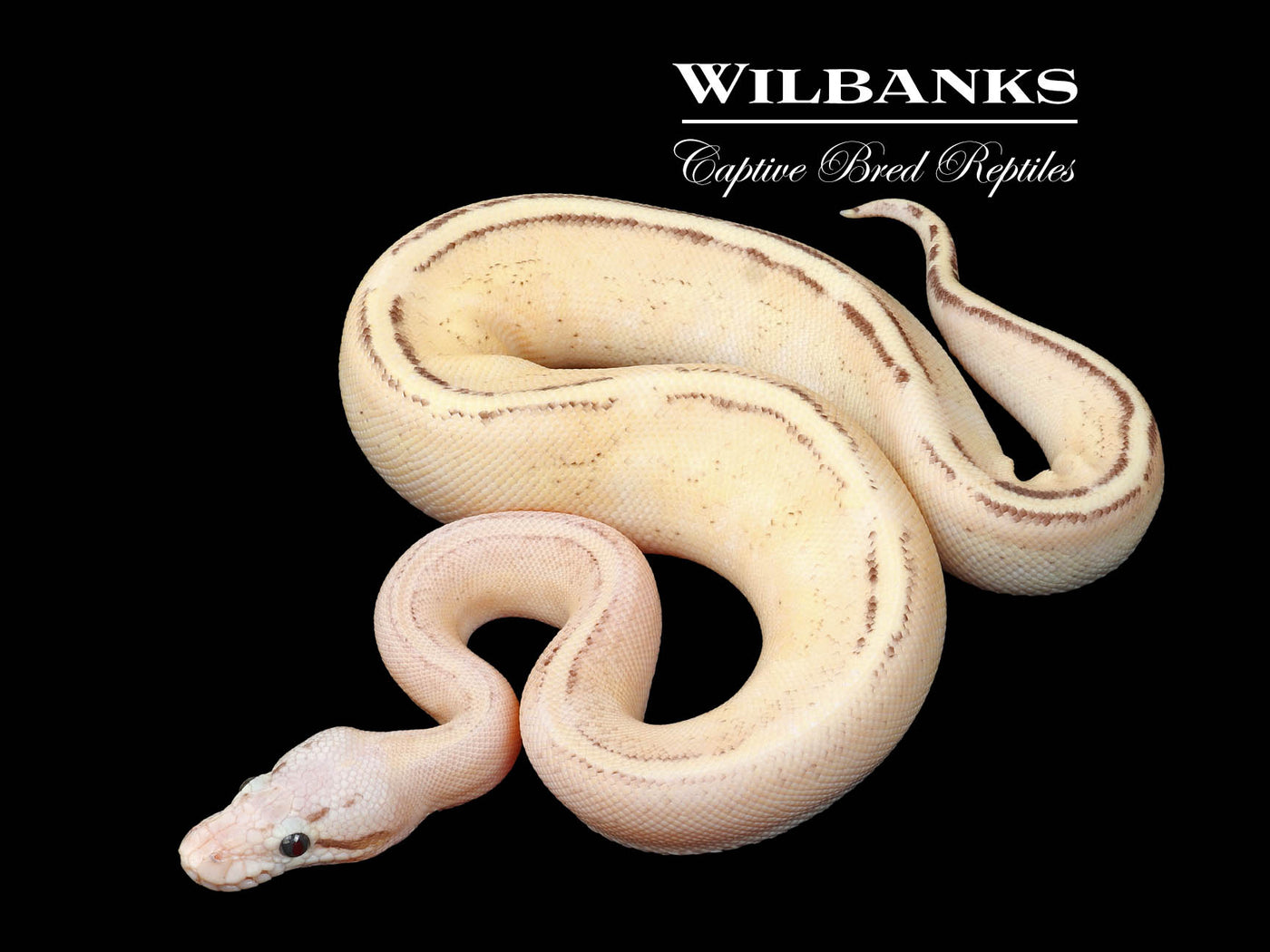Pastel Super Spark Ball Python ♂ '24