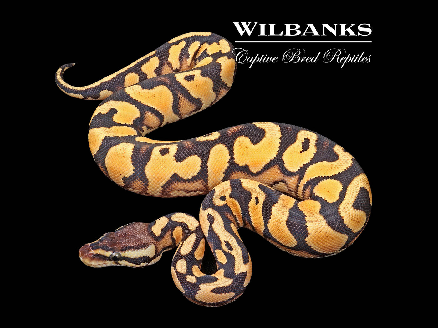 Orange Dream Pastel Yellow Belly or Asphalt Ball Python ♀ '24