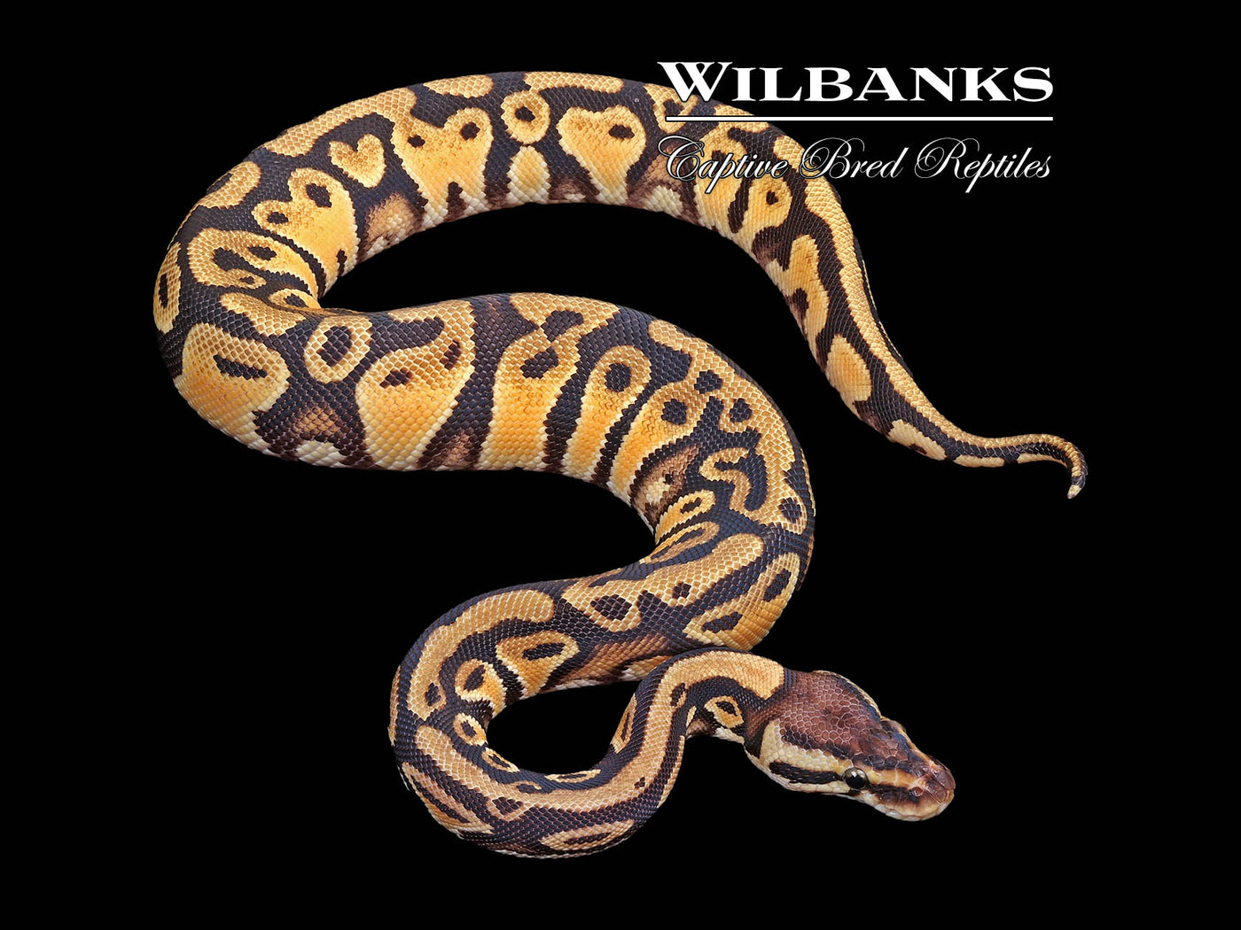 Orange Dream Pastel Yellow Belly or Gravel Ball Python ♀ '24