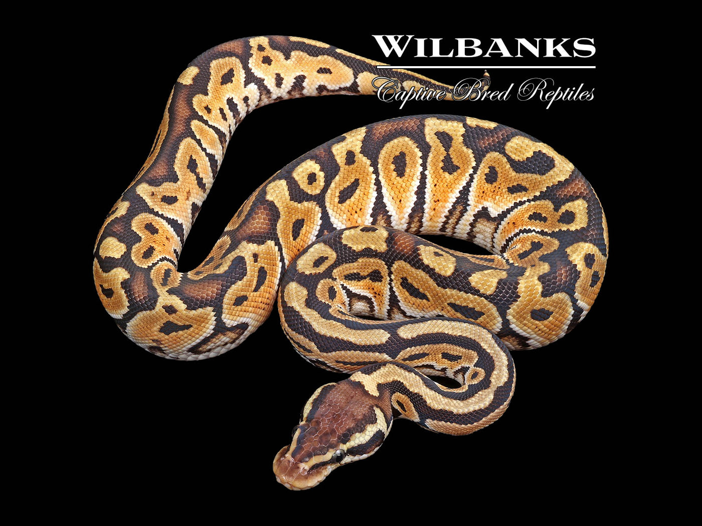 Pastel Russo Ball Python ♂ '24