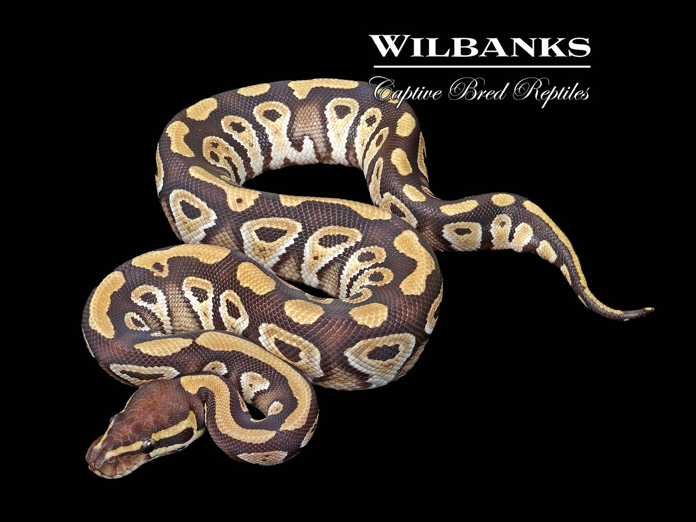 Mojave 100% Het. Lavender 50% PH Clown Ball Python ♂ '24