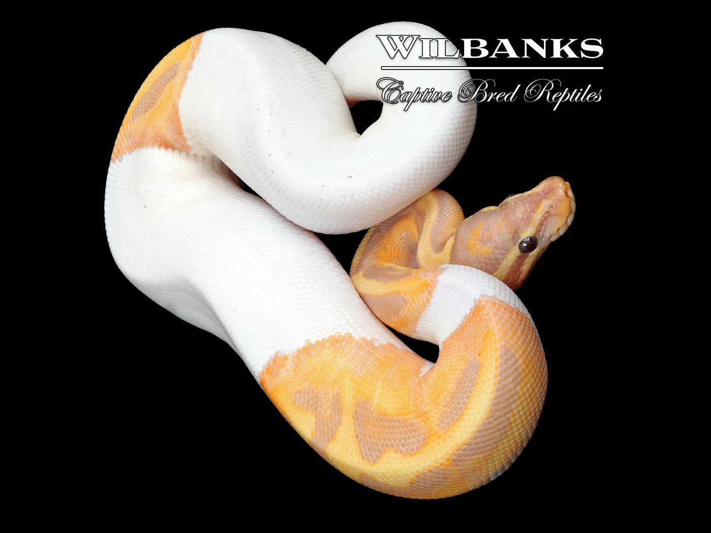 Banana Pied Ball Python ♂ '25