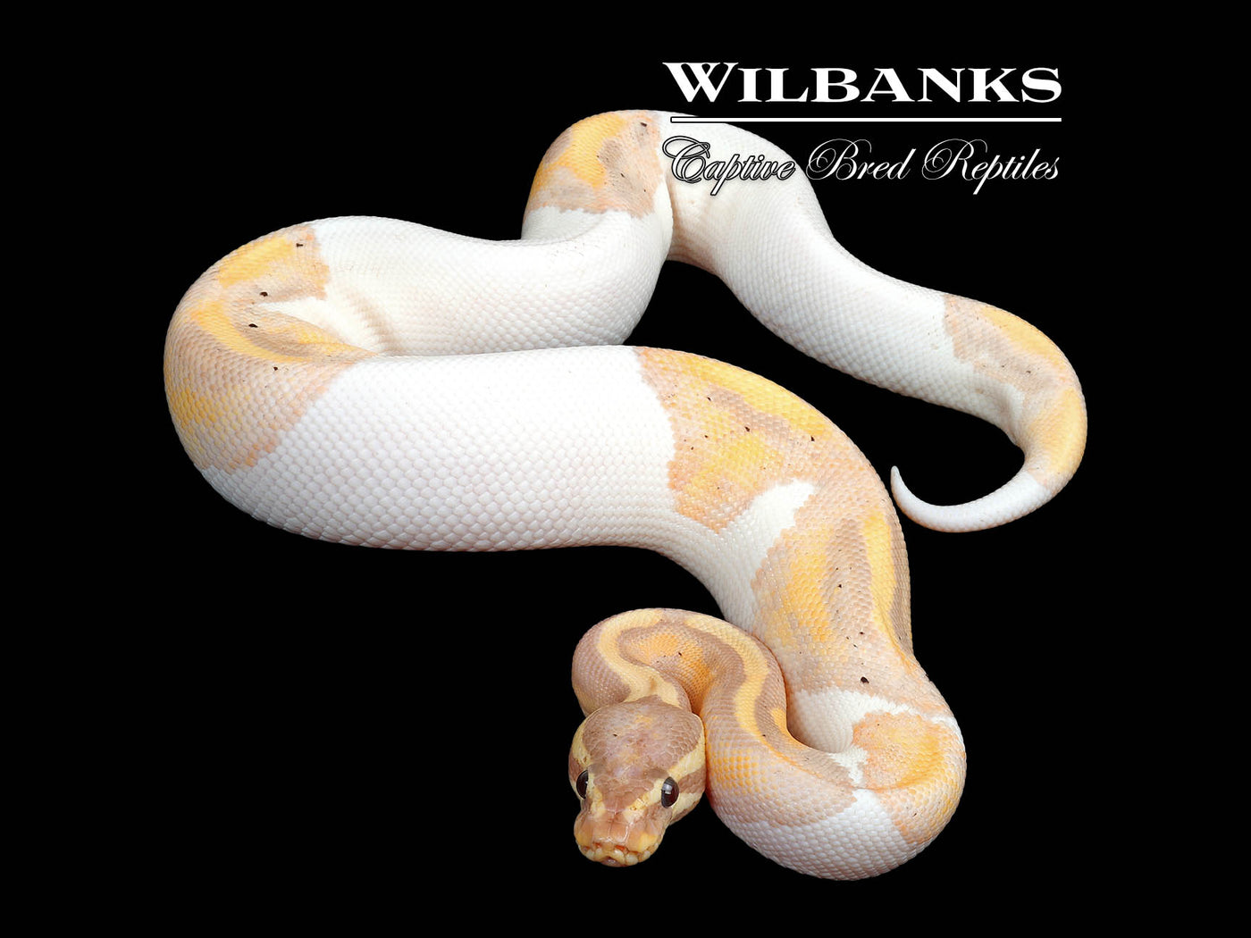 Banana Pied Ball Python ♂ '25