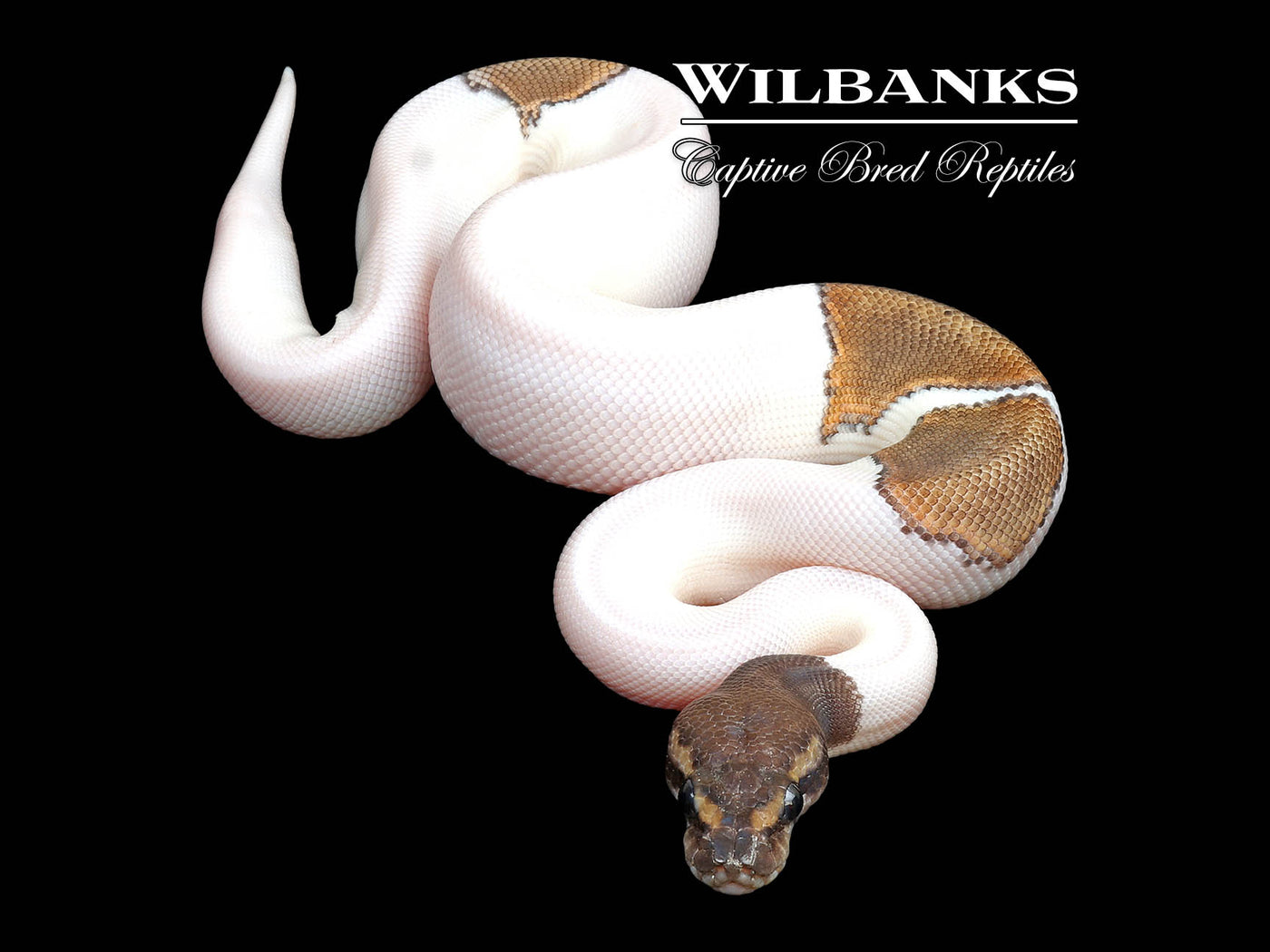 Phantom Pied Ball Python ♂ '25