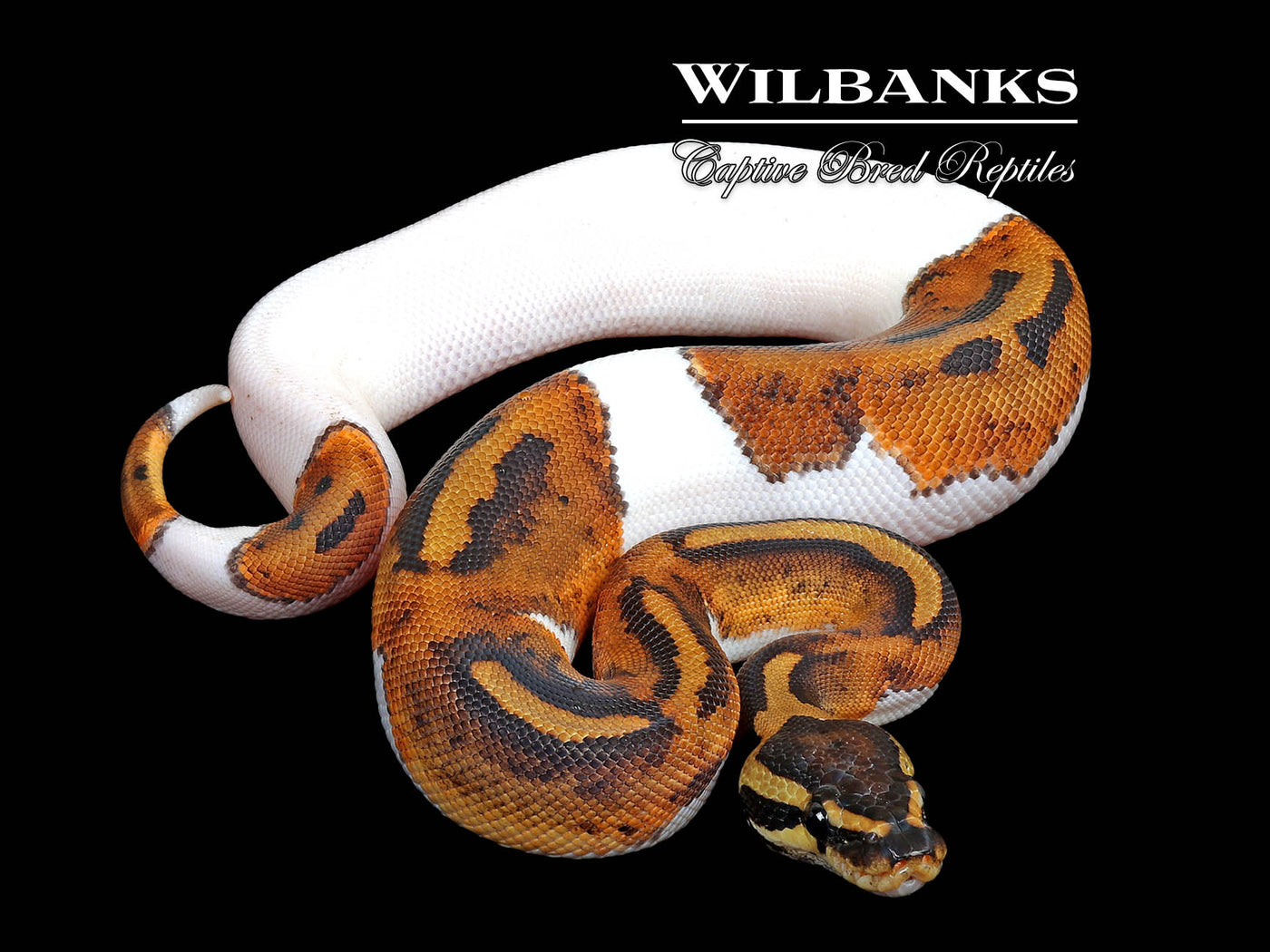 Pied Ball Python ♀ '25