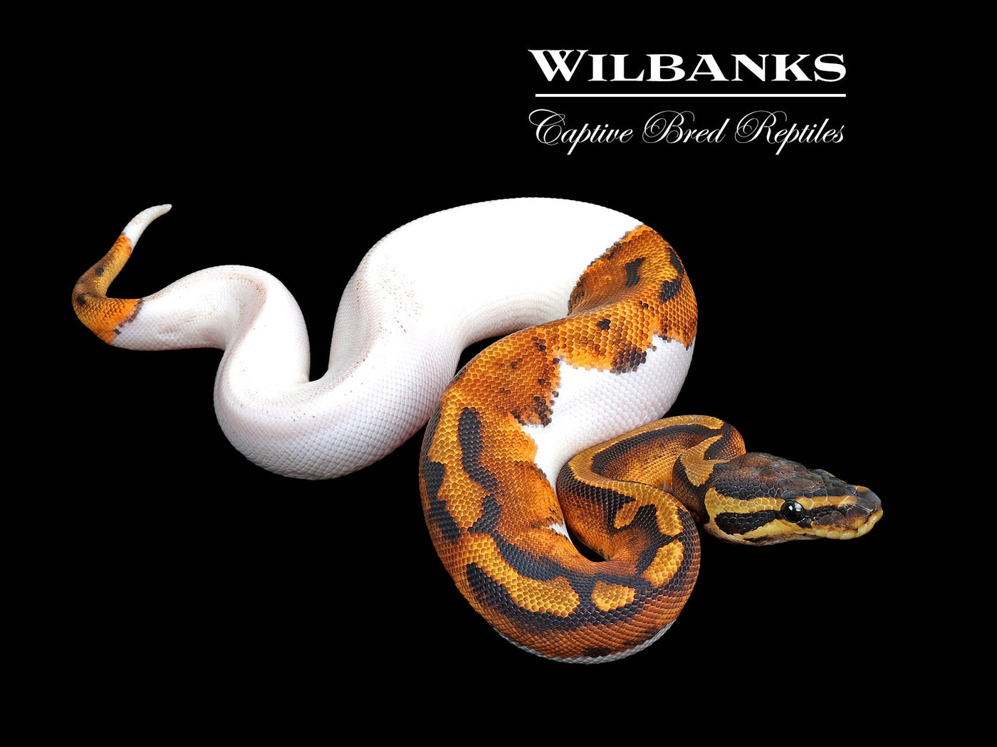 Pied Ball Python ♀ '25