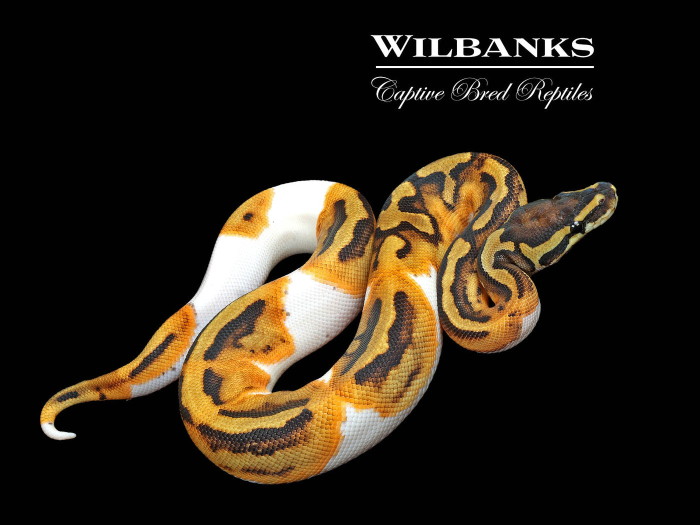 Pied Ball Python ♀ '25