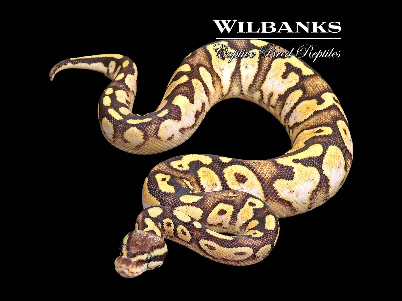 SugarFly Ball Python ♀ '25