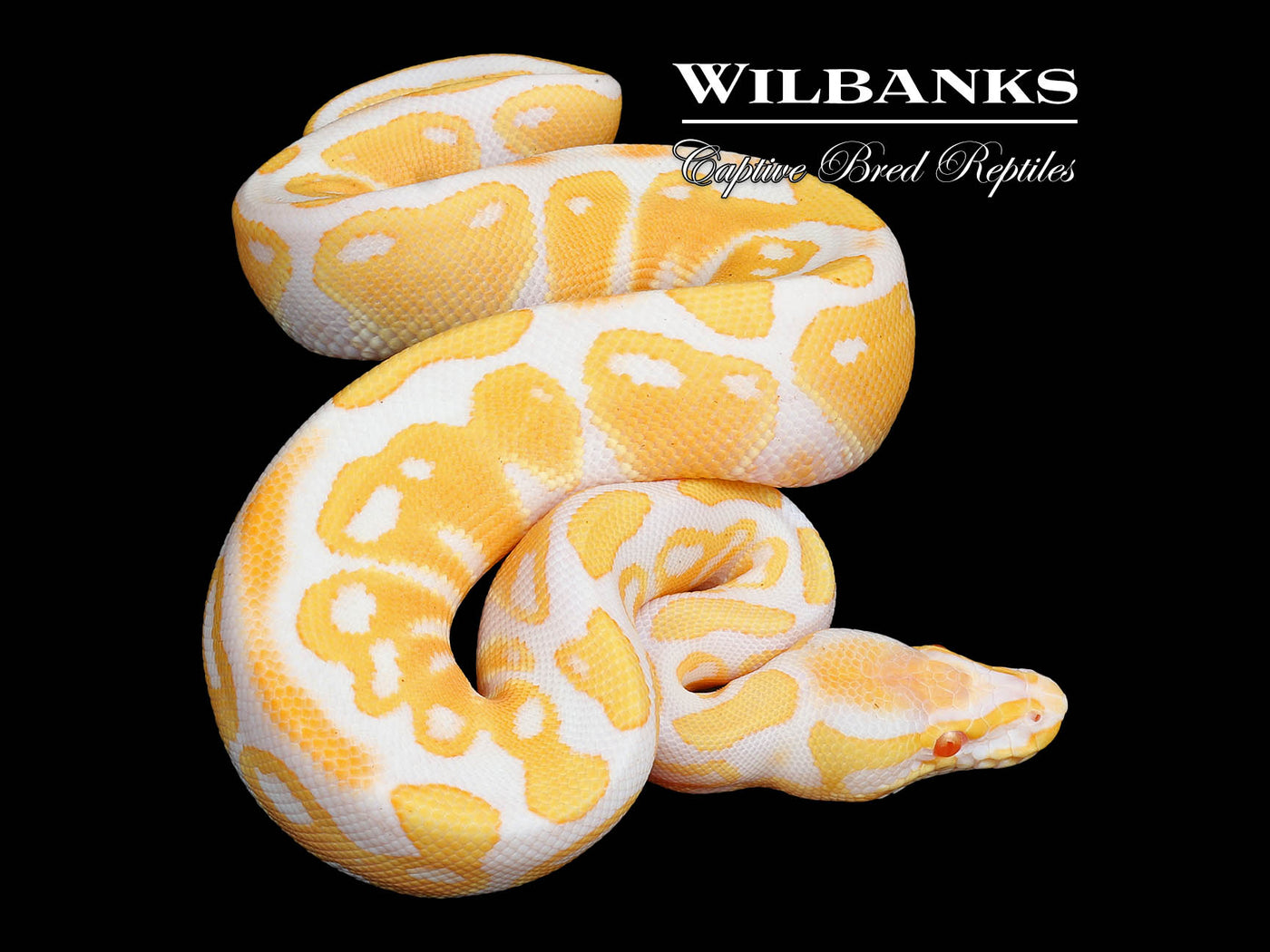Albino Ball Python ♂ '25