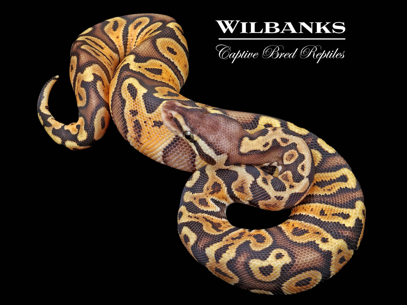 GHI Pastel 100% Het. Albino Ball Python ♀ '25