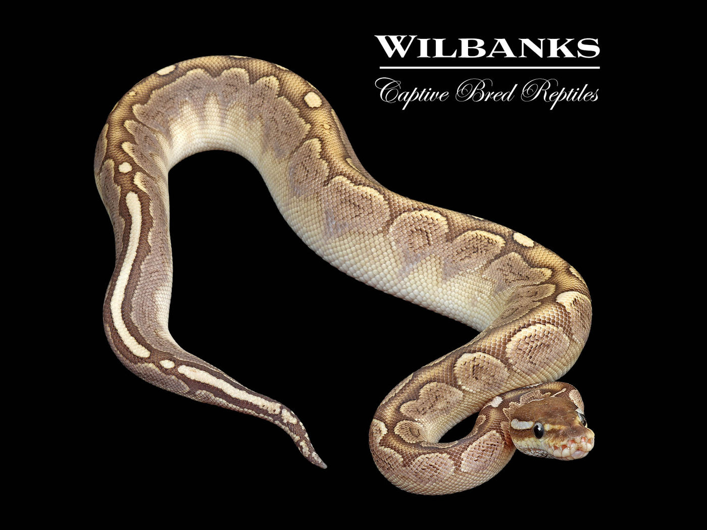 Bamboo Black Pastel Ball Python ♀ '25