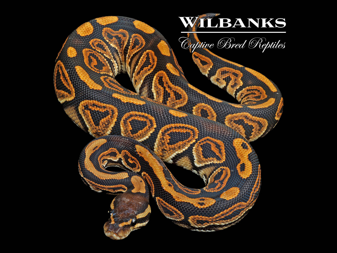 Black Pastel 100% Het. Orange Crush Ball Python ♂ '25
